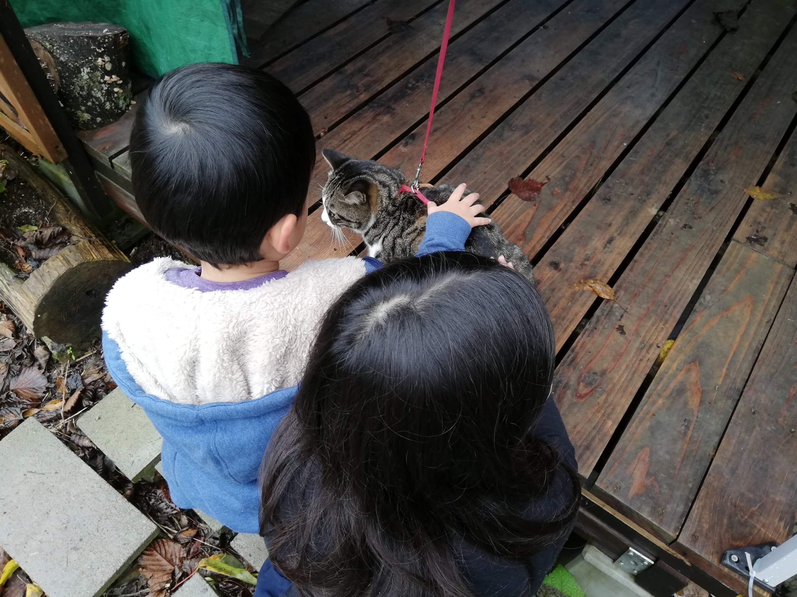 わんぱくキャンプ場の猫