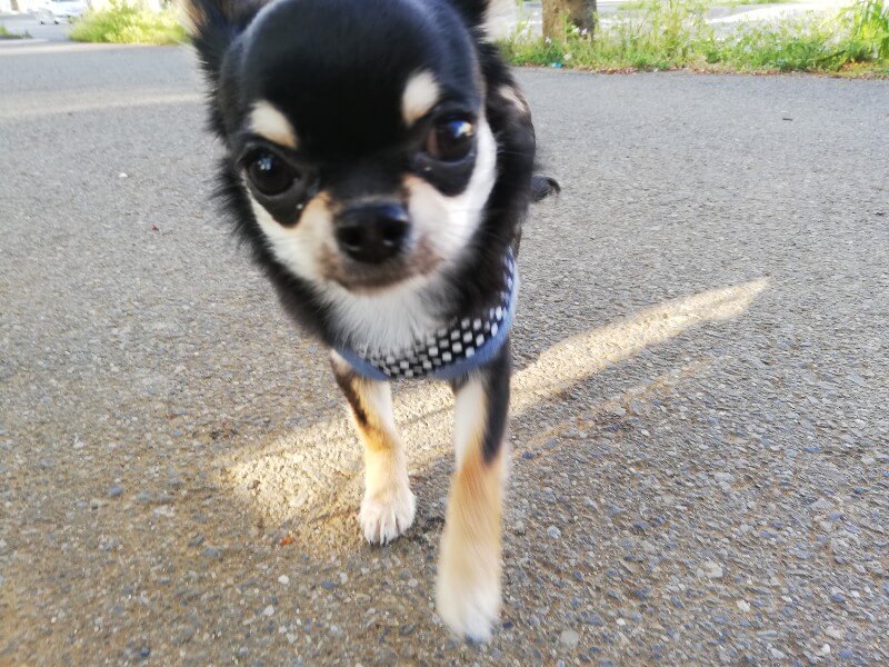 歩かないチワワ