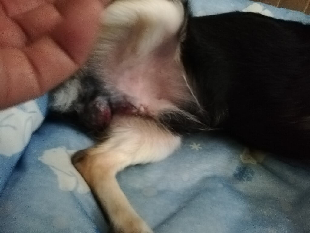 去勢手術後の写真 赤く腫れあがる患部